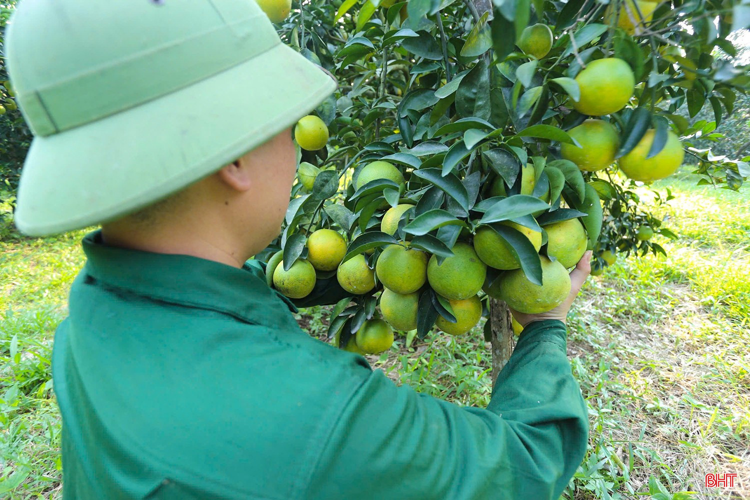 បច្ចុប្បន្ន ក្រូចស្រស់ត្រូវបានលក់ក្នុងតម្លៃជាង ៥០,០០០ ដុង/គីឡូក្រាម ដោយពូជ «ល្អប្រសើរ» មានតម្លៃជាង ៧០,០០០ ដុង/គីឡូក្រាម។ ក្រូចឆ្មាមានតម្លៃប្រហែល ៣០,០០០ ដុង/គីឡូក្រាម។ bqbht_br_z7319089511277-c5d9f5be4a4483664ee6f14d7c663dc7.jpg