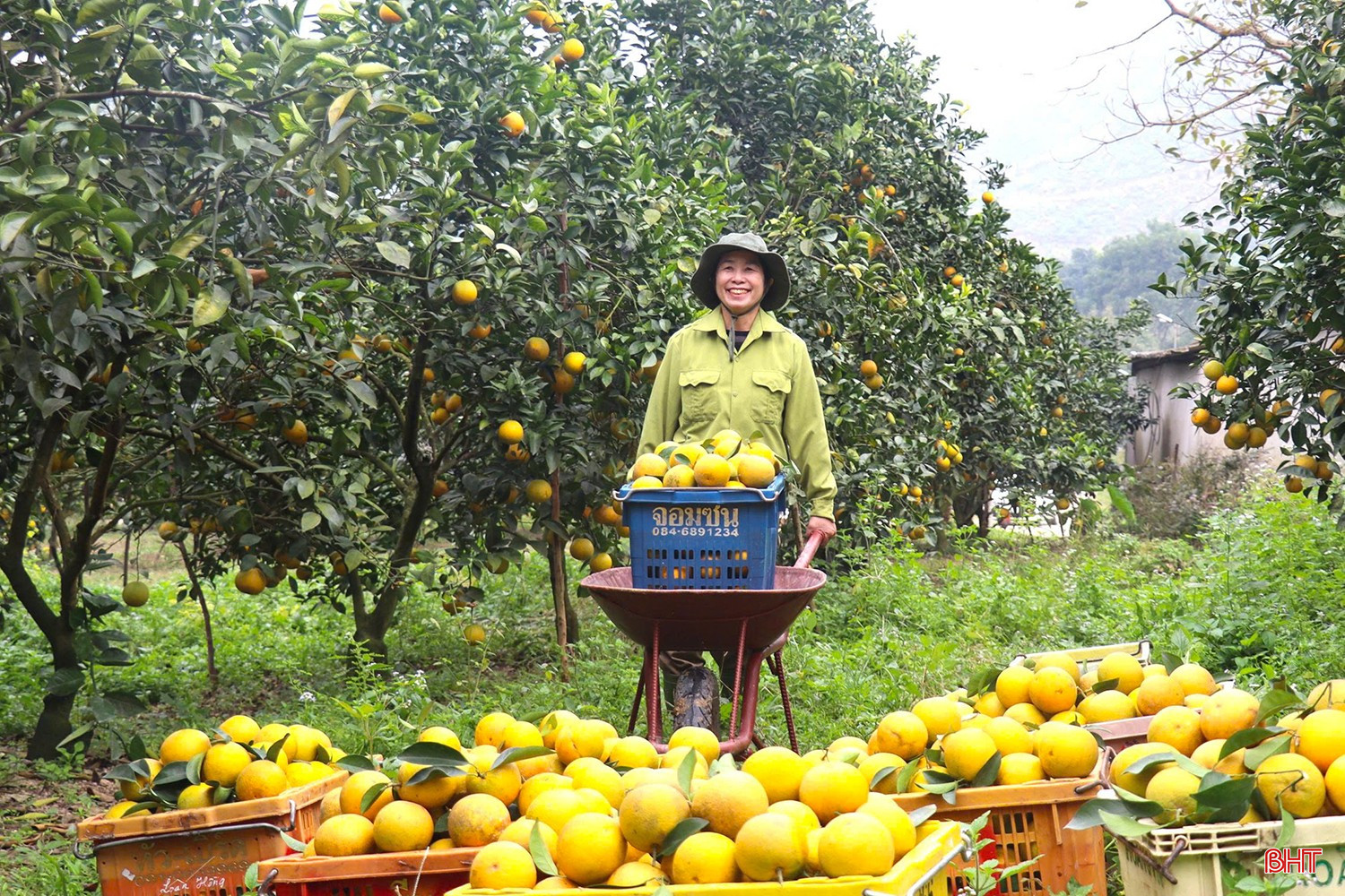 ចាប់ពីពេលនេះរហូតដល់បុណ្យចូលឆ្នាំចិន អ្នកដាំក្រូចនឹងបន្តផ្តោតលើការថែទាំ ការកែសម្រួលការដាក់ជី និងការកាត់ចេញ ដើម្បីពន្យារពេលការទុំផ្លែឈើ និងផ្គត់ផ្គង់បរិមាណច្រើនដល់ទីផ្សារ។ bqbht_br_z7310013745759-ad9229d00693e32a6fcf986104eab967.jpg