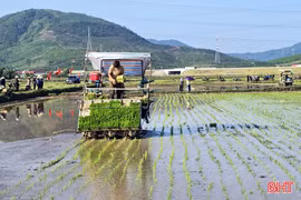 Lần đầu tiên nông dân Kỳ Xuân cấy lúa bằng máy và làm mạ khay