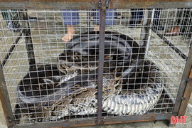 Bàn giao cá thể trăn đất “khủng” cho Vườn Quốc gia Vũ Quang