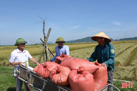 Lúa hữu cơ thắng lớn trên đồng ruộng Kỳ Anh