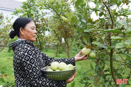 Xã Kỳ Anh mở rộng diện tích ổi Đài Loan, nâng tầm nông sản