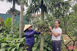 Hiệu quả kép từ mô hình ươm cây cau cảnh