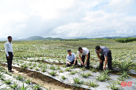 Triển vọng từ mô hình trồng dứa liên kết ở huyện Kỳ Anh