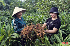 Riềng đỏ dễ trồng, mang lại thu nhập ổn định cho người dân vùng thượng