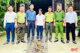 Bàn giao khỉ đuôi lợn cho Vườn Quốc gia Vũ Quang