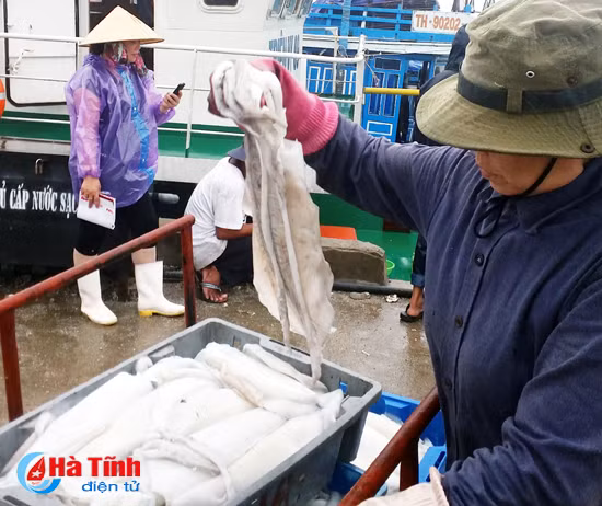 video ngu dan trung dam muc nang muc la