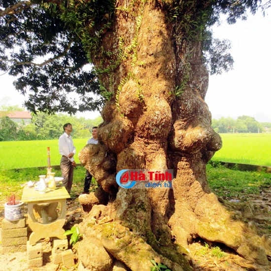 choang ngop cay troi co thu hang tram nam tuoi