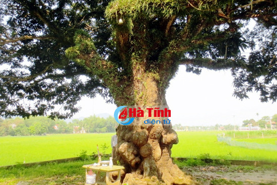 choang ngop cay troi co thu hang tram nam tuoi