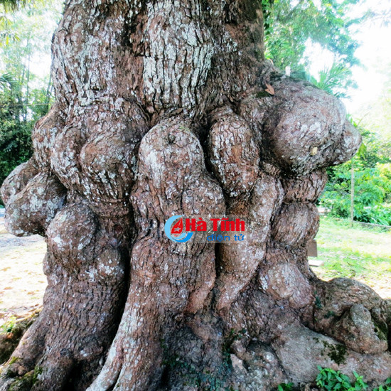 choang ngop cay troi co thu hang tram nam tuoi