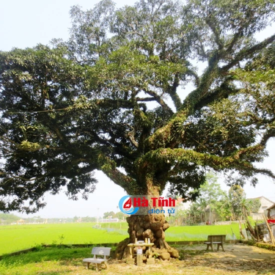 choang ngop cay troi co thu hang tram nam tuoi