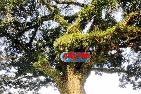 choang ngop cay troi co thu hang tram nam tuoi