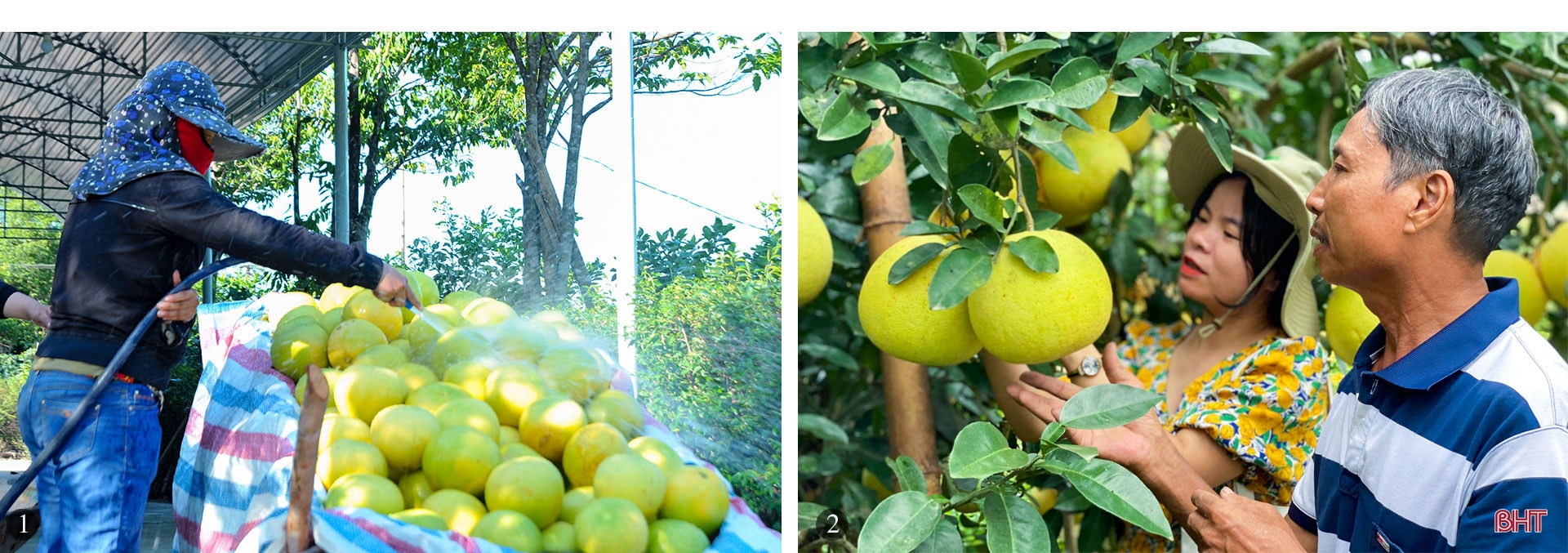 Mở đường cho đặc sản Hương Khê vươn xa (bài 2): Chuẩn hóa sản xuất, nâng tầm thương hiệu