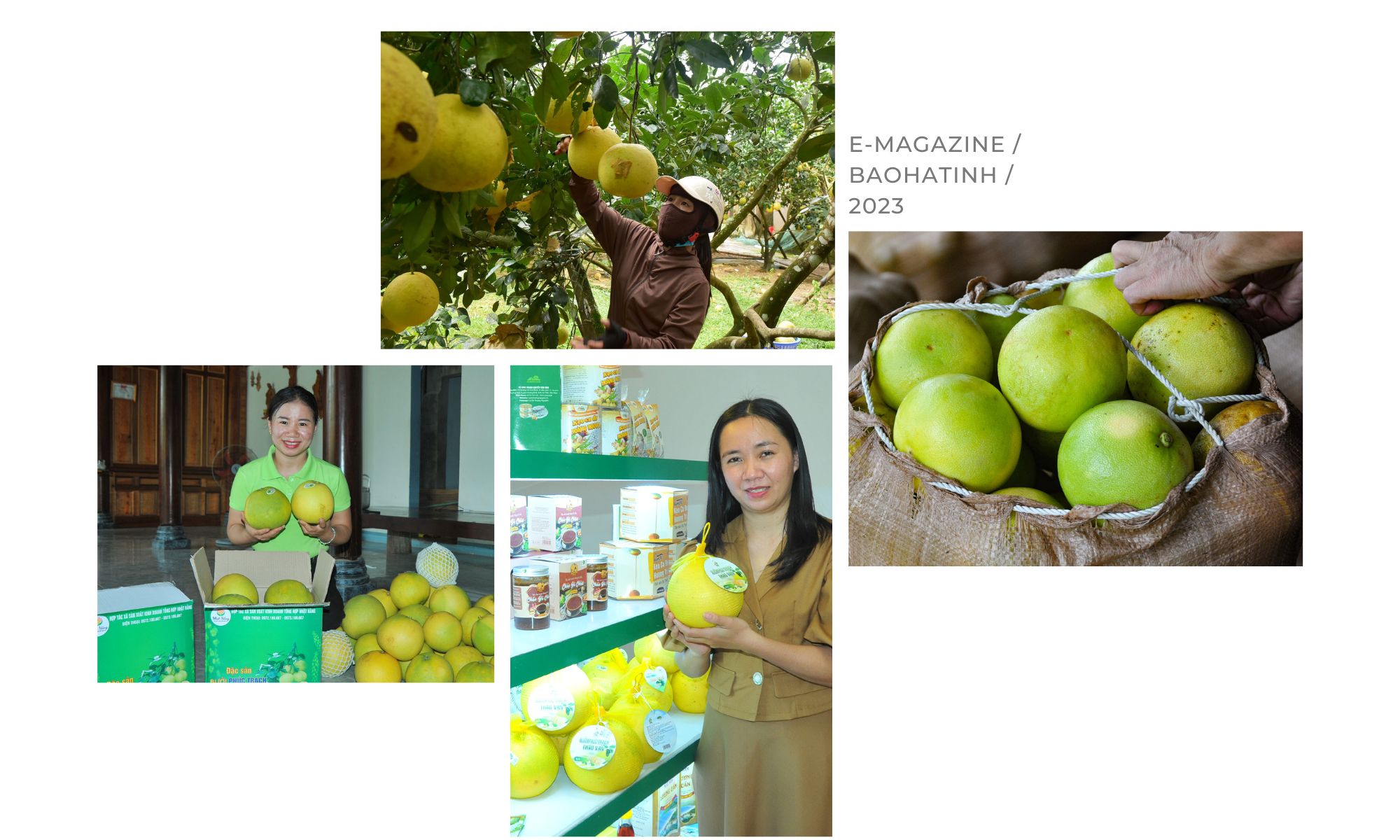 Mở đường cho đặc sản Hương Khê vươn xa (bài 2): Chuẩn hóa sản xuất, nâng tầm thương hiệu