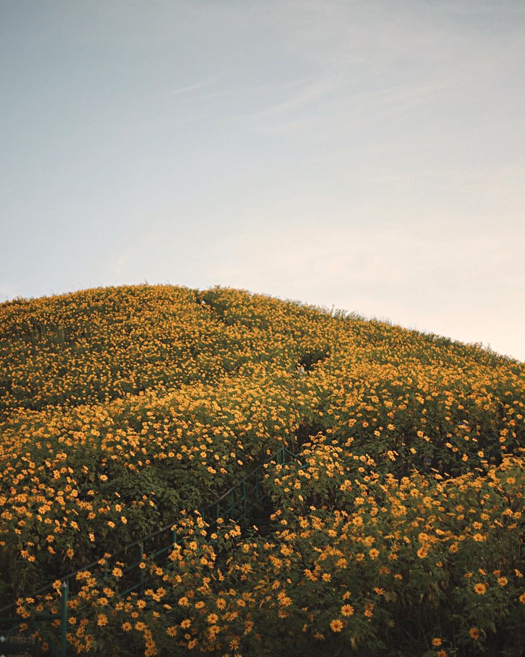 Cung đường hoa dã quỳ vàng ở Thái Lan hút du khách