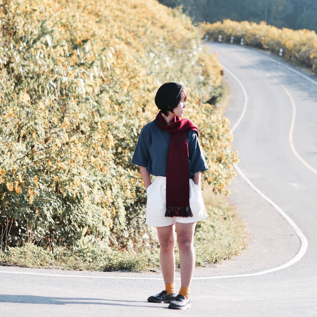 Cung đường hoa dã quỳ vàng ở Thái Lan hút du khách