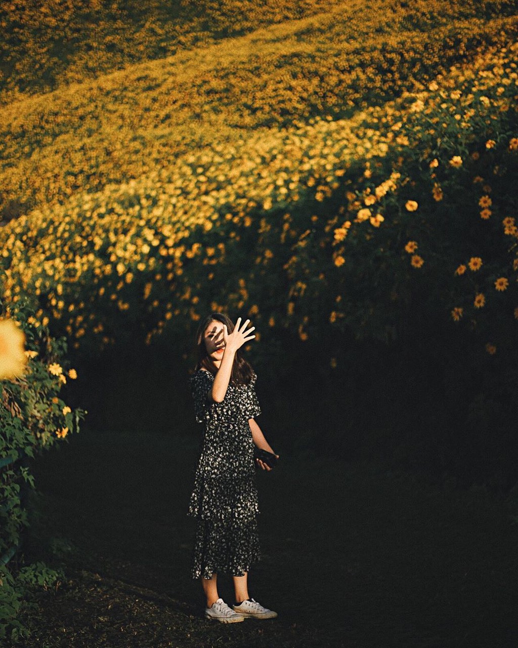 Cung đường hoa dã quỳ vàng ở Thái Lan hút du khách