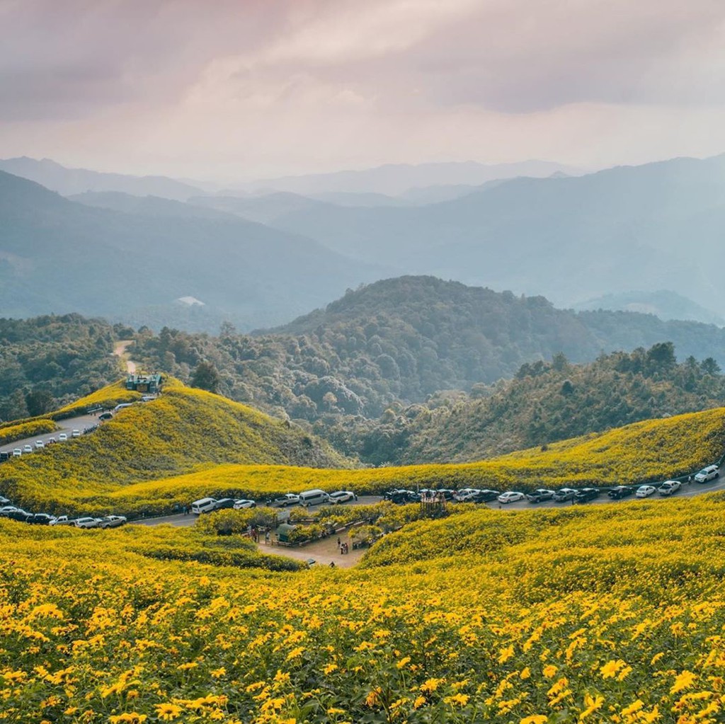 Cung đường hoa dã quỳ vàng ở Thái Lan hút du khách