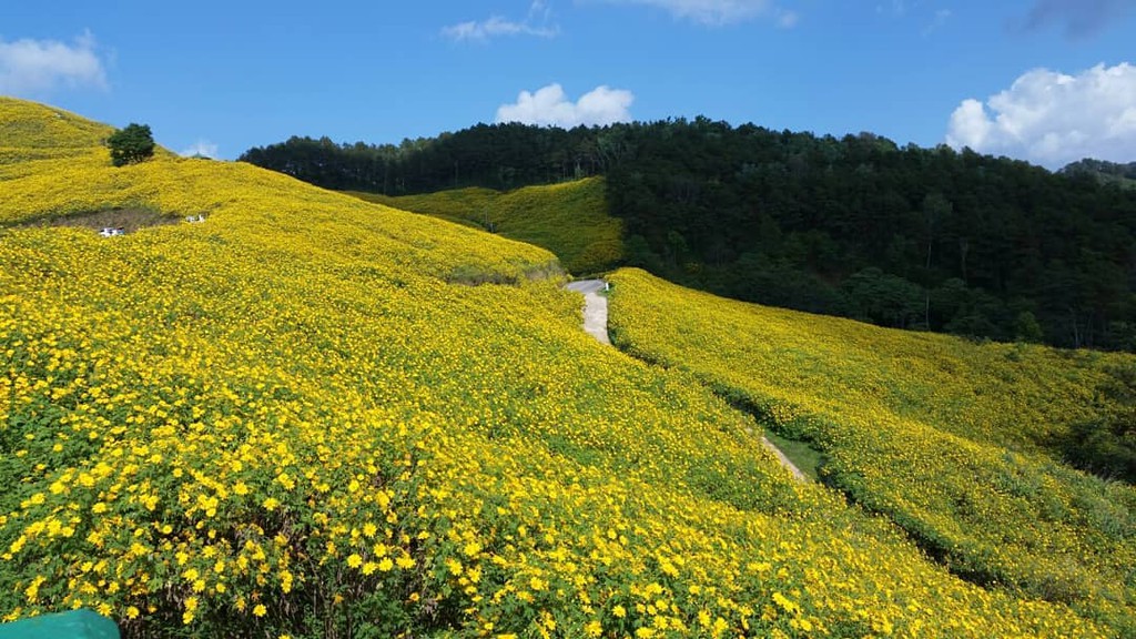 Cung đường hoa dã quỳ vàng ở Thái Lan hút du khách