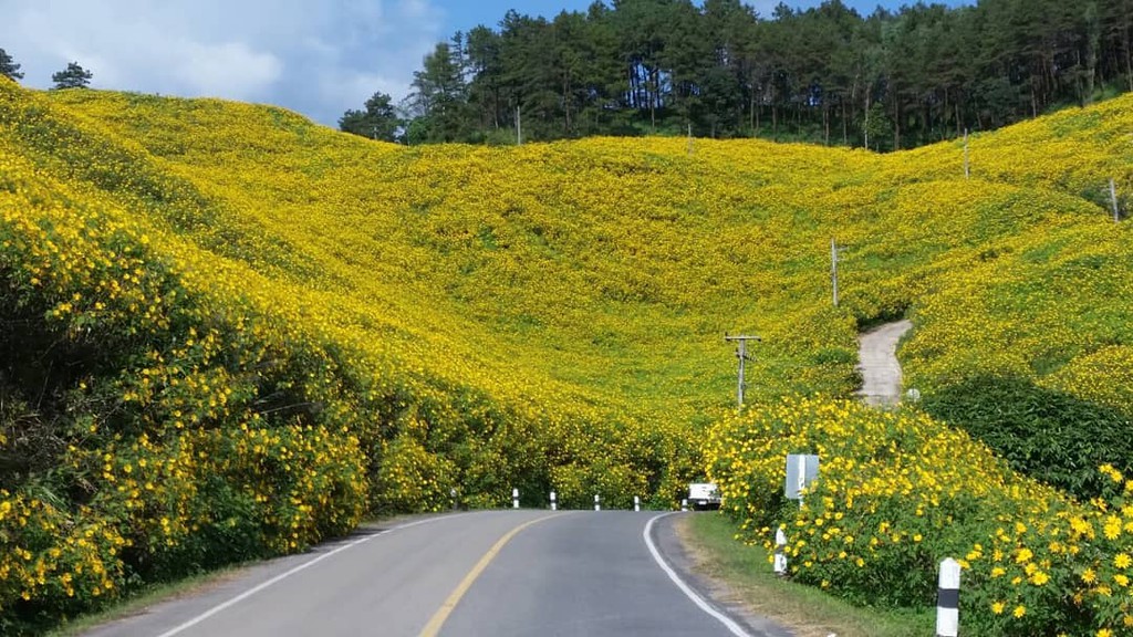 Cung đường hoa dã quỳ vàng ở Thái Lan hút du khách