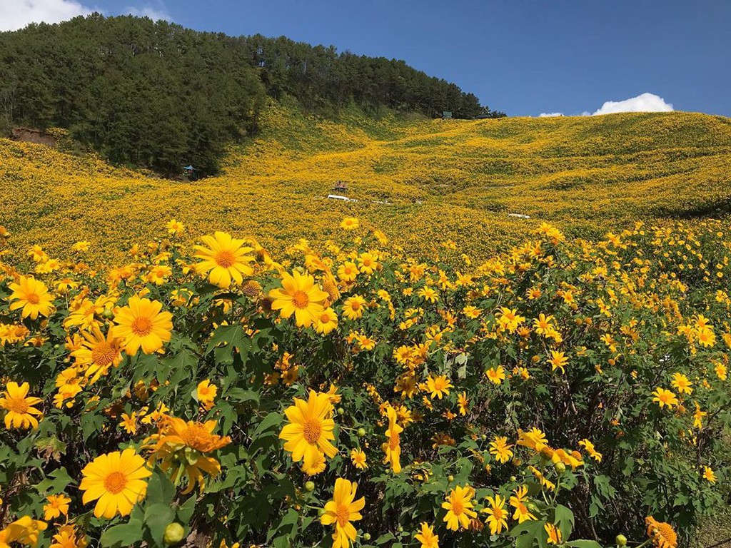 Cung đường hoa dã quỳ vàng ở Thái Lan hút du khách