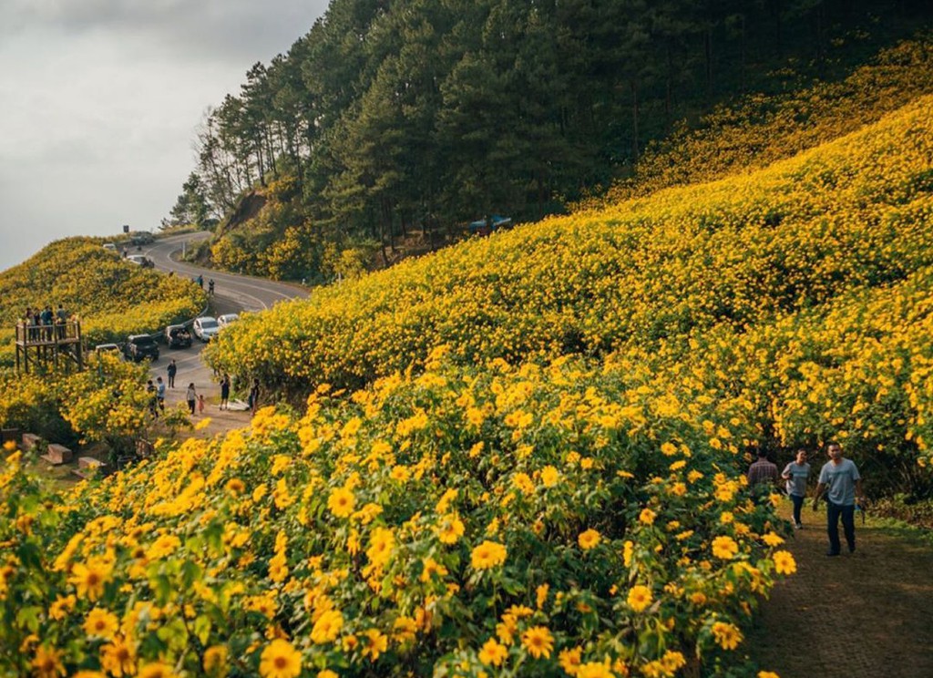 Cung đường hoa dã quỳ vàng ở Thái Lan hút du khách