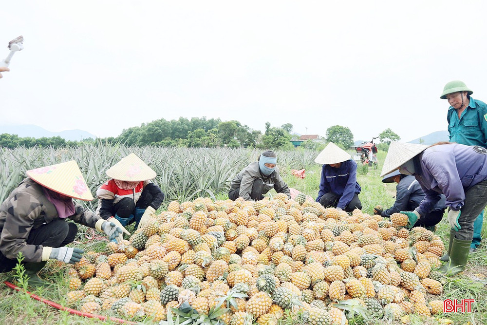 Mô hình trồng dứa tại xã Kỳ Hoa đã góp phần quan trọng trong việc giải quyết việc làm, nâng cao thu nhập cho người dân địa phương. bqbht_br_a1.jpg