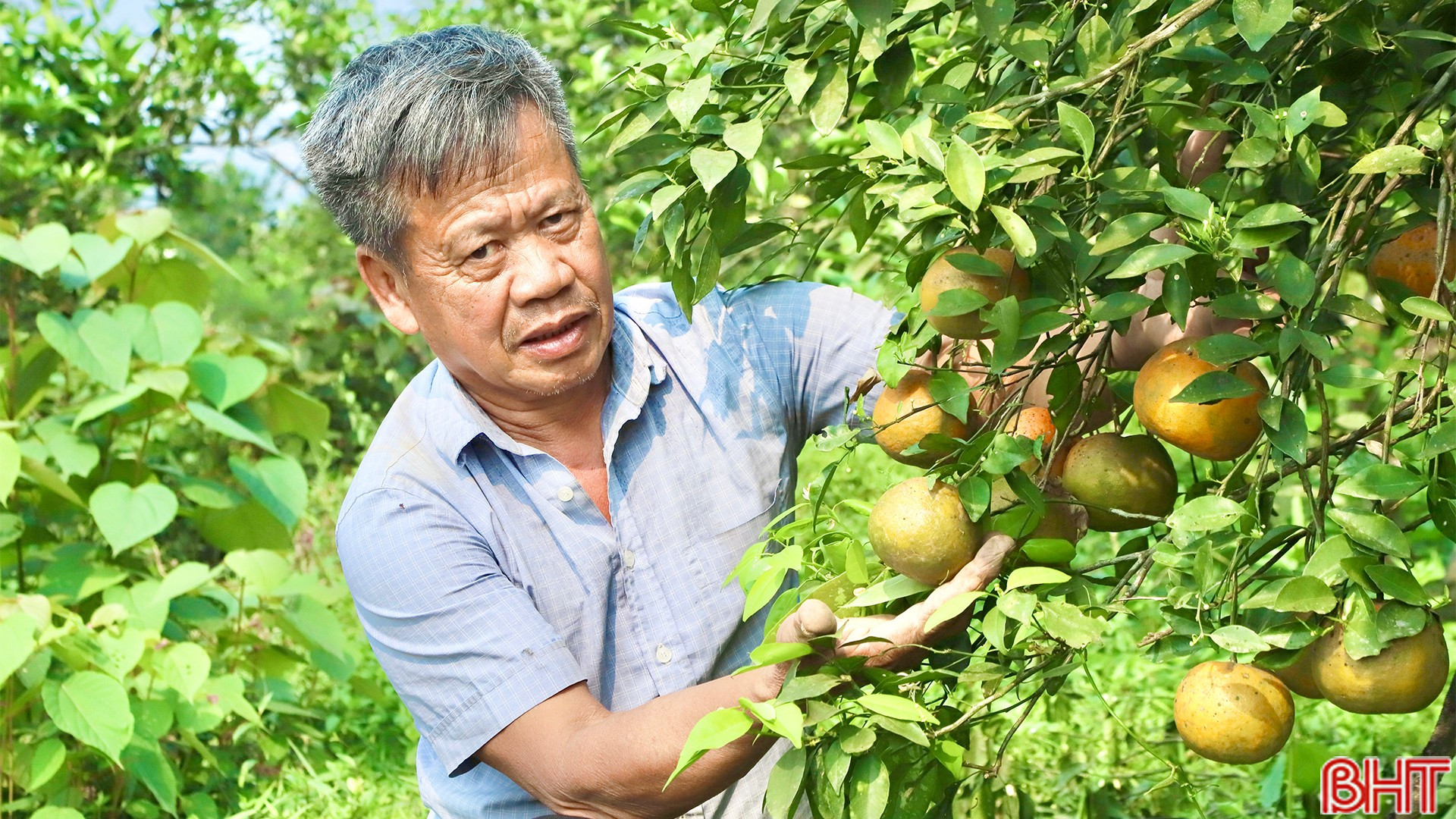 Trái ngọt từ bàn tay và tâm huyết của người nông dân