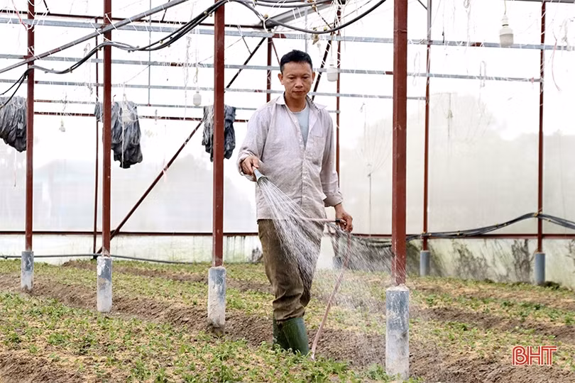 Làng hoa Lưu Vĩnh Sơn tất bật vào vụ tết