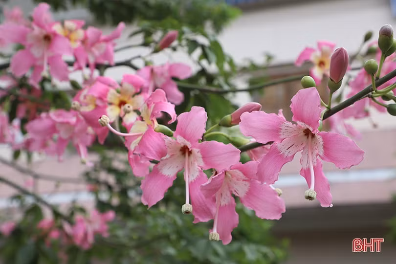 Ngắm sắc hoa mỹ nhân dịu dàng giữa lòng Thành Sen