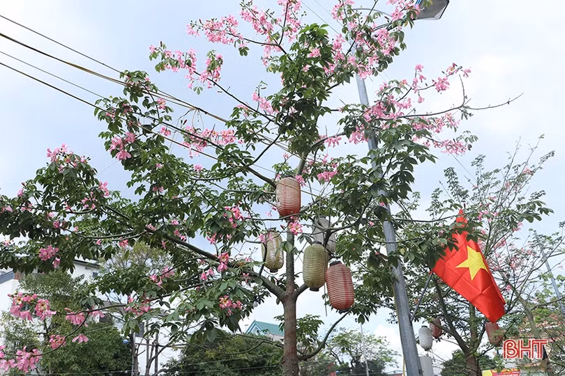 Ngắm sắc hoa mỹ nhân dịu dàng giữa lòng Thành Sen