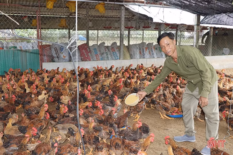 Làm giàu từ mô hình nuôi gà thả vườn lớn nhất Cẩm Xuyên