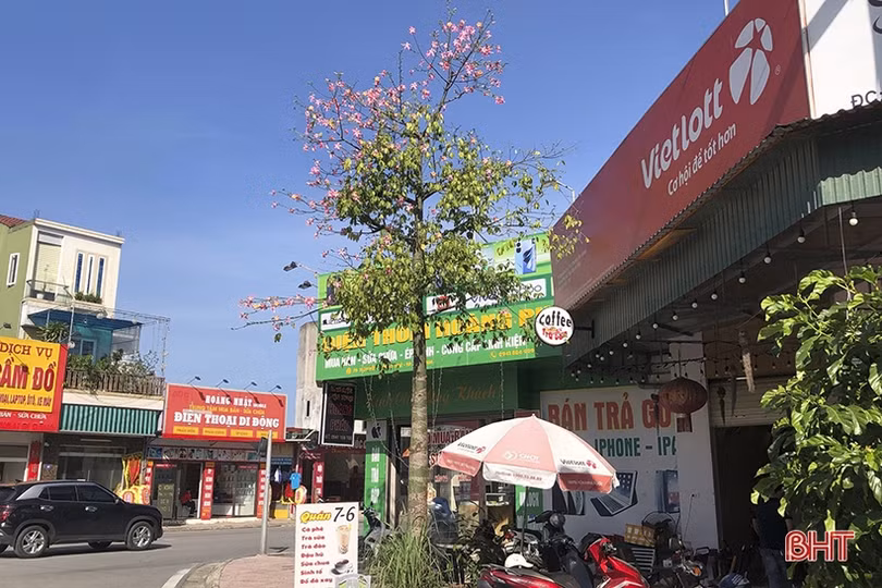 Ngắm sắc hoa mỹ nhân dịu dàng giữa lòng Thành Sen