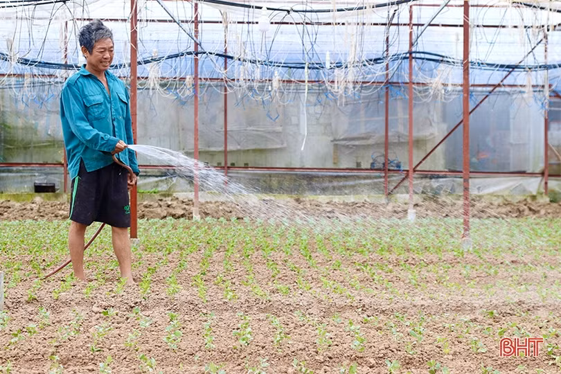 Làng hoa Lưu Vĩnh Sơn tất bật vào vụ tết