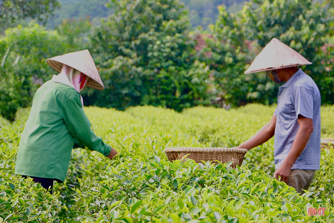 Xây dựng nông thôn mới ở Vũ Quang - “chỉ có khởi đầu, không có kết thúc” (bài 2): Tiếp tục bứt phá, tiến tới huyện nông thôn mới nâng cao ảnh 7 Xây dựng nông thôn mới ở Vũ Quang - “chỉ có khởi đầu, không có kết thúc” (bài 2): Tiếp tục bứt phá, tiến tới huyện nông thôn mới nâng cao