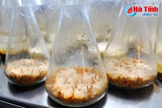 Hà Tĩnh trồng thử nghiệm thành công đông trùng hạ thảo ảnh 2 Hà Tĩnh trồng thử nghiệm thành công đông trùng hạ thảo ảnh 2