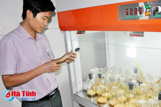 Hà Tĩnh trồng thử nghiệm thành công đông trùng hạ thảo ảnh 1 Hà Tĩnh trồng thử nghiệm thành công đông trùng hạ thảo ảnh 1