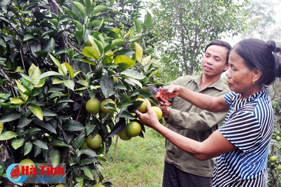 Xây dựng thương hiệu cam Vũ Quang ảnh 1 Xây dựng thương hiệu cam Vũ Quang ảnh 1