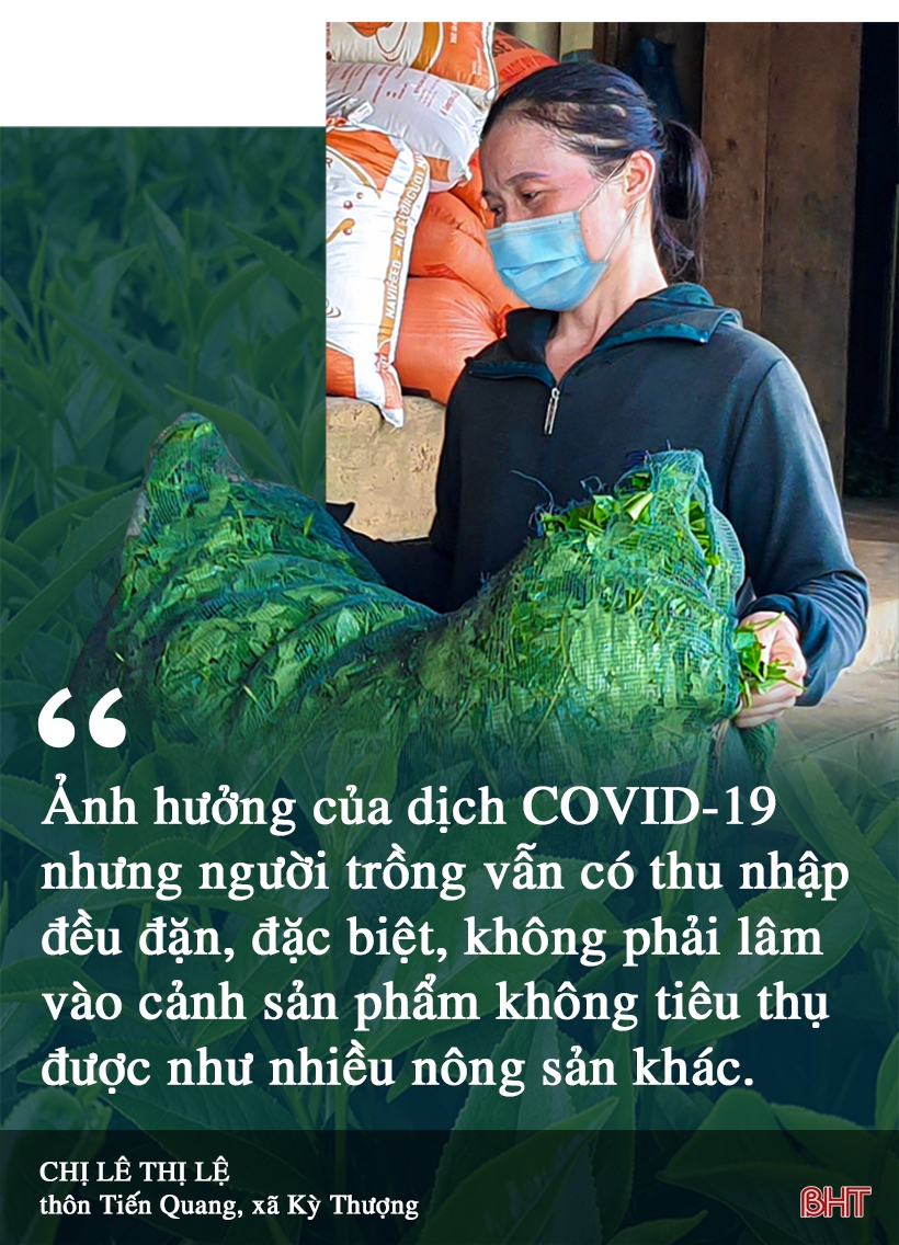 Phát triển xứng tầm cây chè nguyên liệu trên vùng thượng Kỳ Anh (Bài 1): Cây “xóa” nghèo bền vững