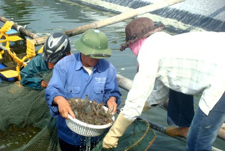 Mô hình nuôi tôm he chân thắng trên cát tại xã Thạch Trị của gia đình chị Nguyễn Thị Hạnh cho thu nhập hàng tỷ đồng mỗi năm