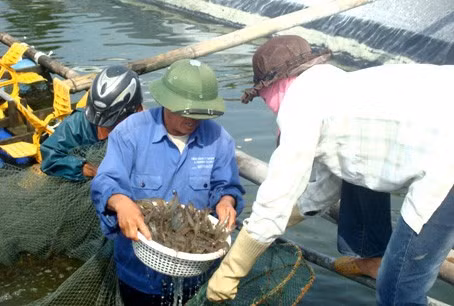 Mô hình nuôi tôm he chân thắng trên cát tại xã Thạch Trị của gia đình chị Nguyễn Thị Hạnh cho thu nhập hàng tỷ đồng mỗi năm