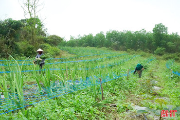 Phát triển mô hình nông nghiệp đa tầng, đa giá trị 