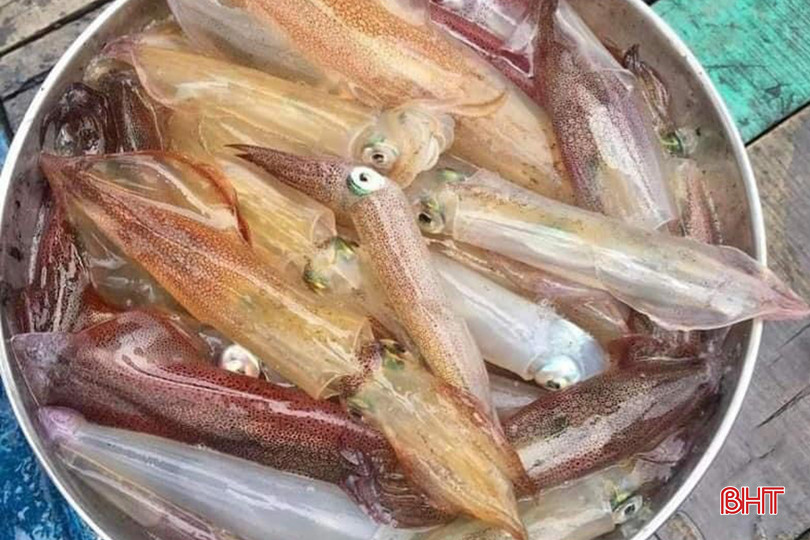 Những con mực tươi, ngon, còn nhấp nháy vừa được ngư dân câu ở vùng lộng. 1.3.jpg