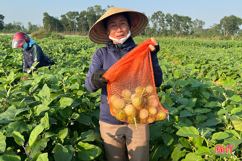 Cây cà dừa là nguồn thu nhập chính cho người dân trong những ngày giáp hạt. 1.4.jpg