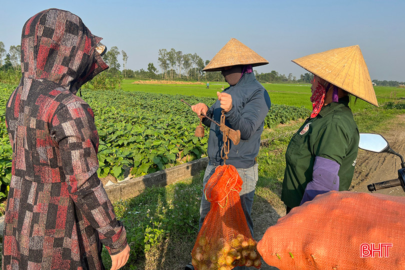 Thương lái mua cà ngay tận chân ruộng. 1.3.jpg