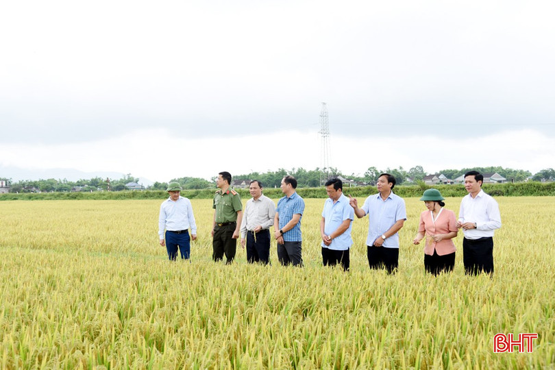 Trong chuyến công tác, Bí thư Tỉnh ủy Hoàng Trung Dũng cũng đã đi kiểm tra tình hình thu hoạch lúa xuân ở thôn Hòa Hợp, xã Kỳ Văn. 4.jpg