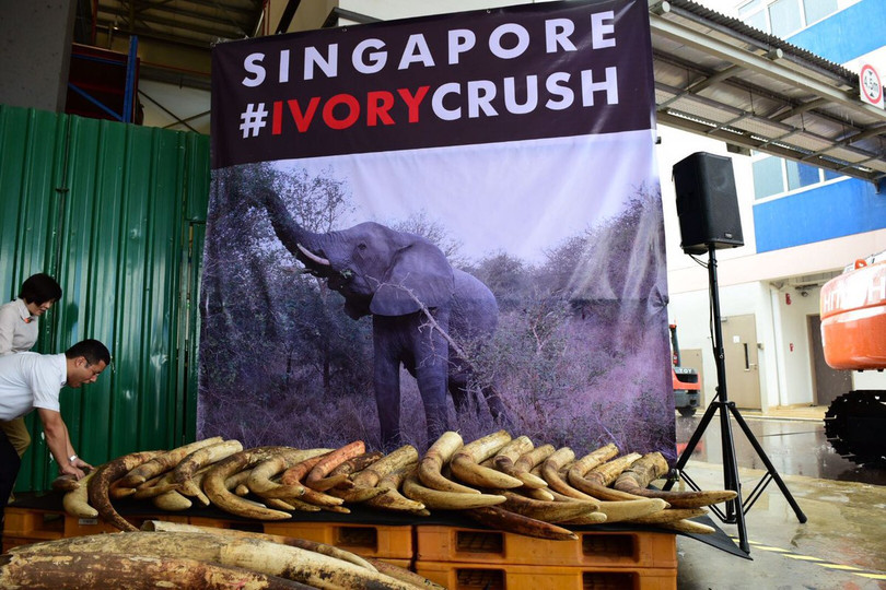 singapore tieu huy gan 8 tan nga voi tri gia 9 6 trieu usd
