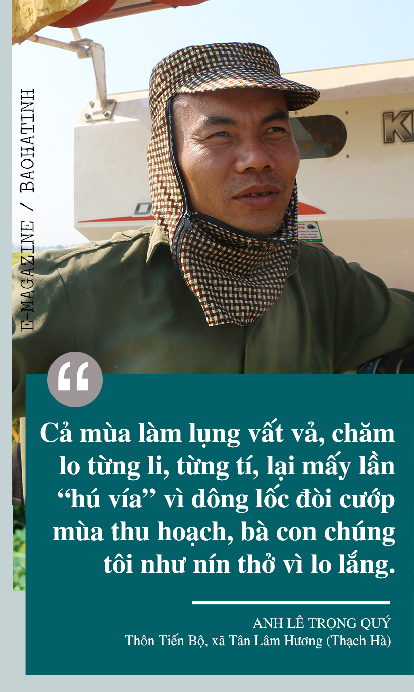 Đồng lúa hẹn hò những mùa gặt…