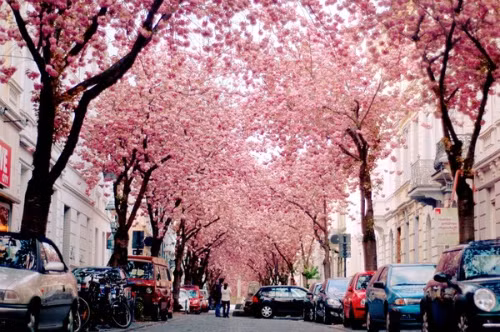 Sắc hoa anh đào mê hoặc lòng người.