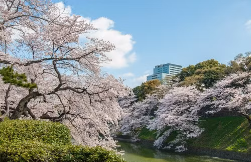 Hoa anh đào nở rộ bên hào nước.